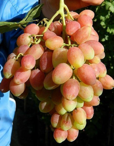 Piante & sementi: Vigne Raisin de collection ANGELICA plan – Nuovo (secondo la descrizione) da Bremblens venduto da FIBONACCI369 1