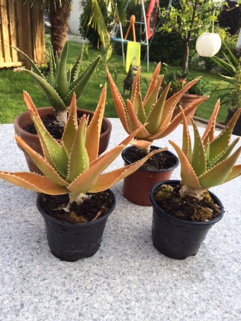Piante & sementi: Aloe arborescens – Nuovo (secondo la descrizione) da Vinelz venduto da Wellensittich55 4