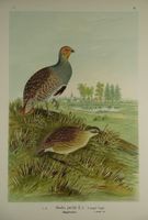 REPHUHN, CHROMOLITHOGRAPHIE UM 1900