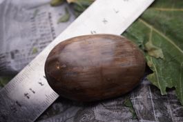 Versteinertes Holz    Jumbo Stein    -Lot- Adlun-