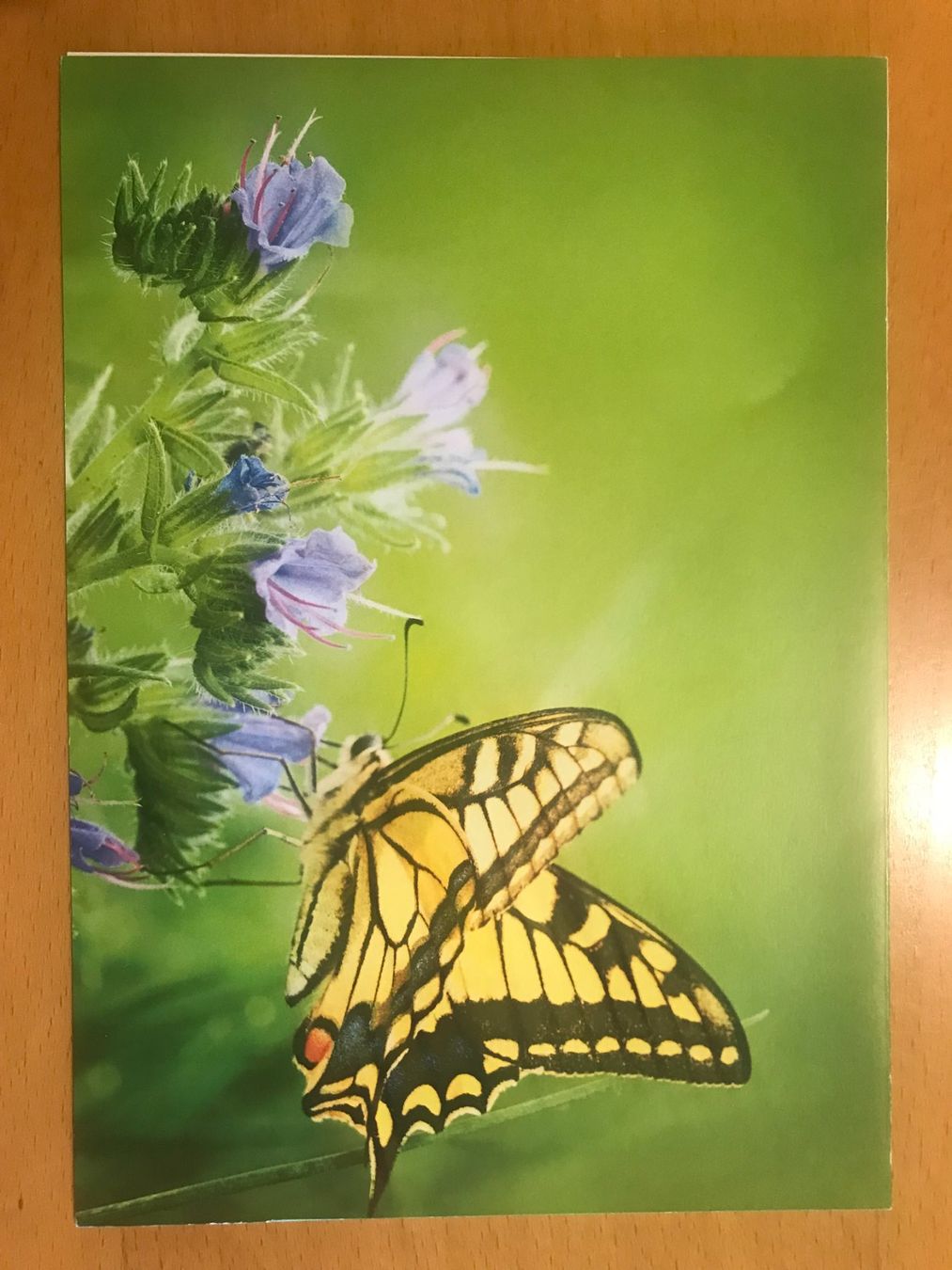 Cartoline postali: Grusskarte Schwalbenschwanz – Usato da Luzern venduto da mey_s13