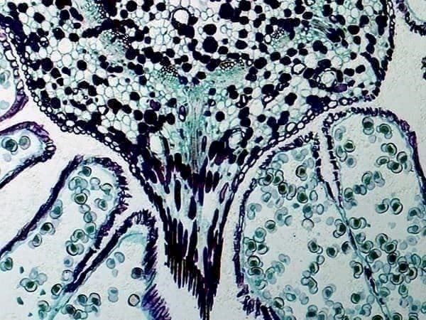 Microscopi: Bresser 8.9cm (3.5") Mikroskop – Nuovo e nell'imballaggio originale da Bottighofen venduto da zaap 7