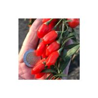 GOJI PRINCESS TAO !  RARE 20cm