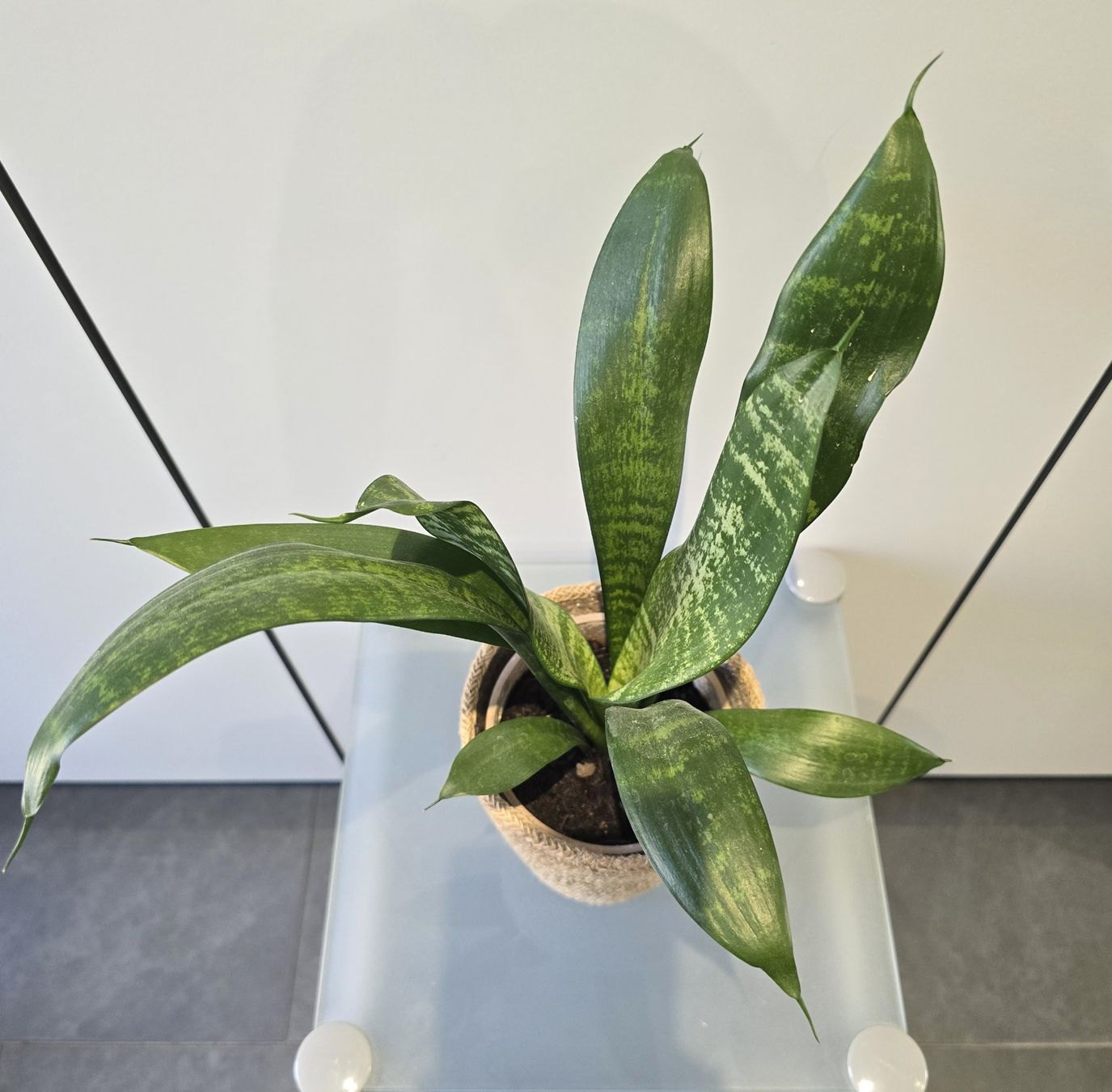 Piante & sementi: Pflanze Sansevieria / Bogenhanf 41 cm inklusive Korbtopf – Usato da Oetwil an der Limmat venduto da dhantal 2