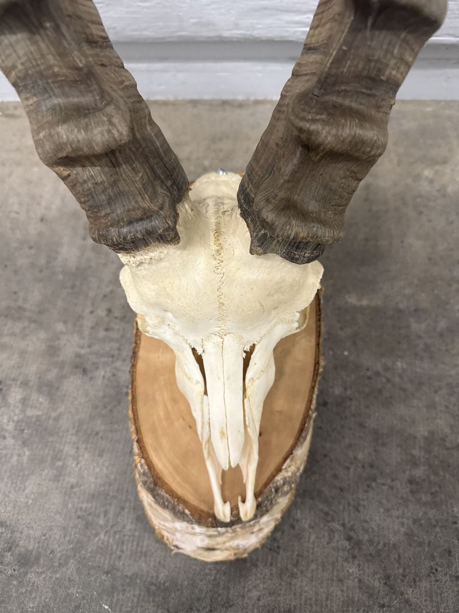 Altre raccolte & rarità: Super schönes steinbock geweih  – Usato da Strengelbach venduto da HeidiHeidi09 1