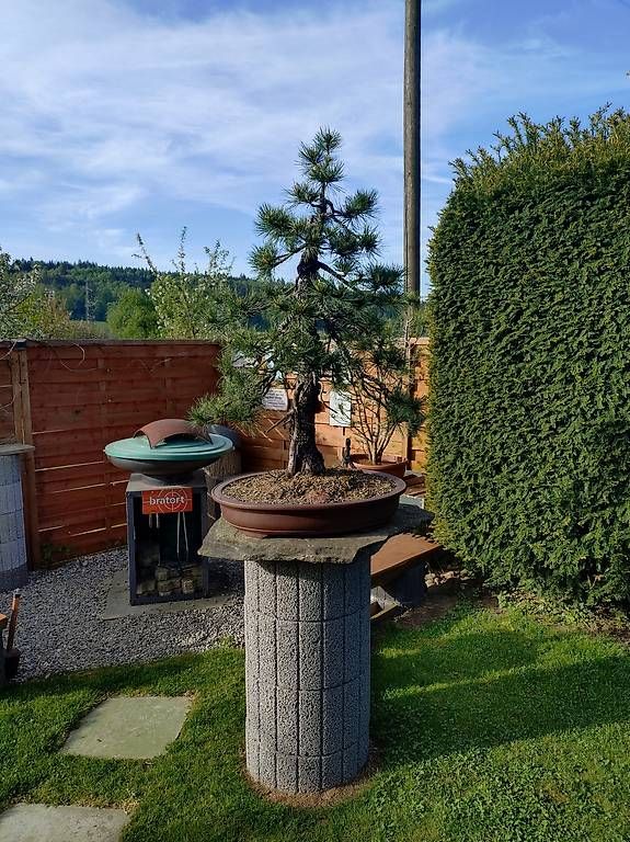 Piante & sementi: Bonsai – Nuovo e nell'imballaggio originale da Walterswil SO venduto da som_jbd7