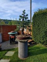 Bonsai
