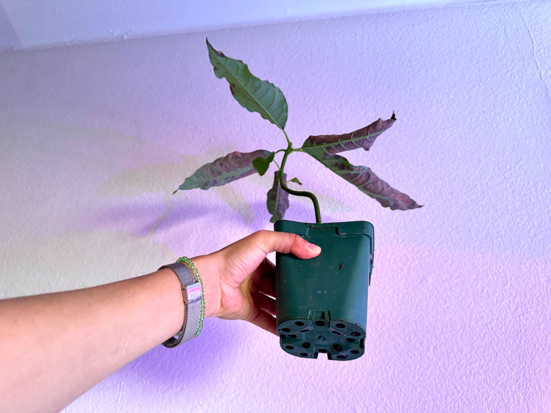 Piante & sementi: Avocado Baum (curved trunk) – Nuovo (secondo la descrizione) da Schlieren venduto da Edgar_k 5