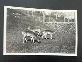 AK  Wildpark Buchs ungelaufen     (G825)