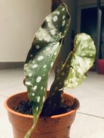 Zierpflanze Zimmer Pflanze 20 cm ↕️ “BEGONIA MACULATA” 🍃