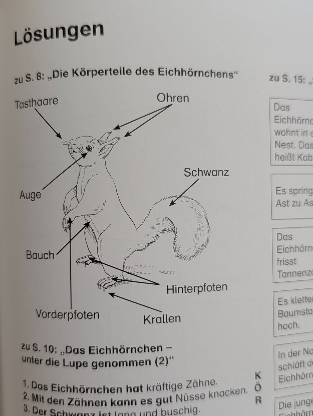 Riviste & Magazine: Themenheft Eichhörnchen 1./2. Klasse BVK – Usato da Weite venduto da Nur63 8
