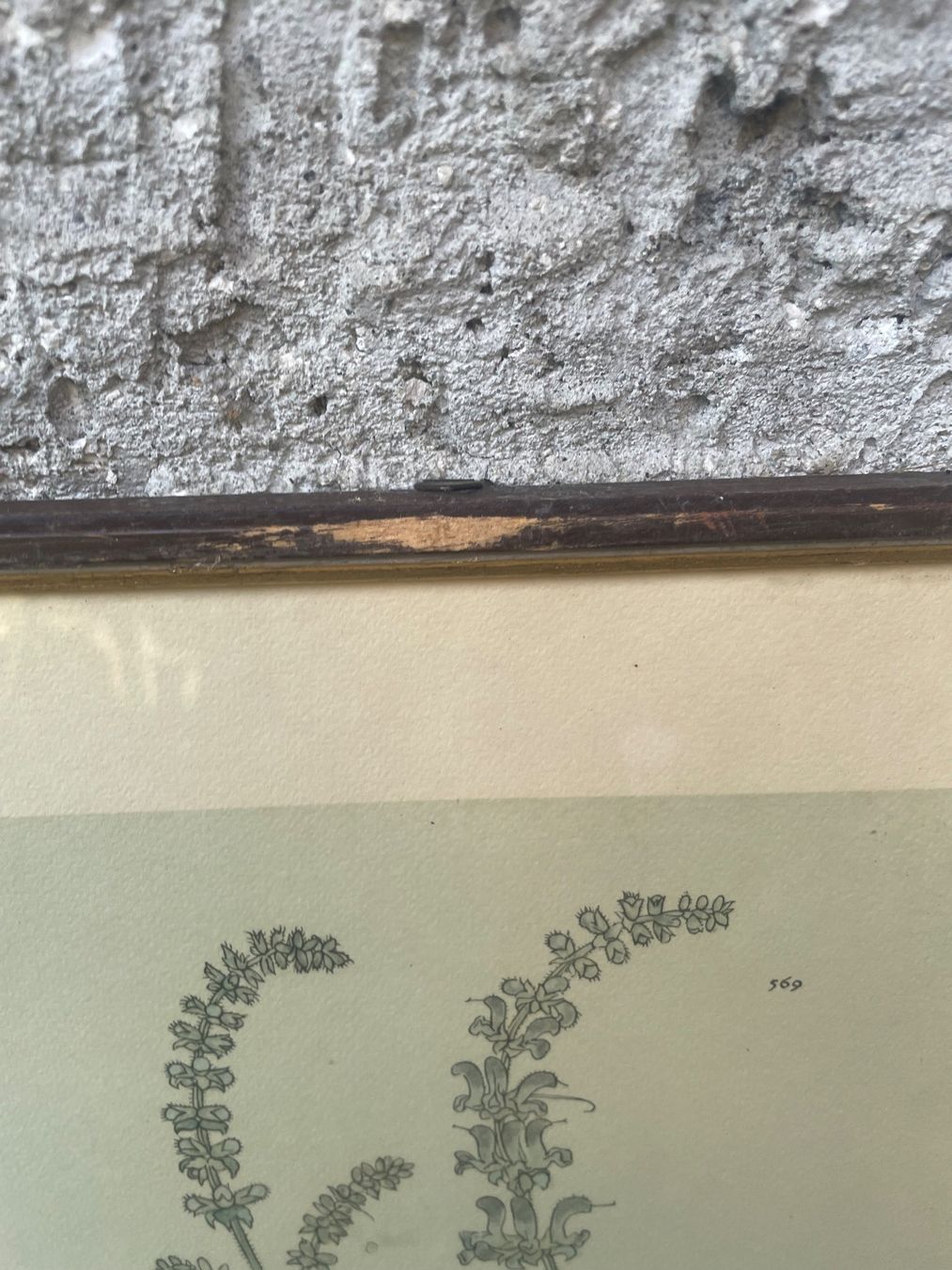 Dipinti: 3  Dessins - botanique – Usato da Minusio venduto da Pink222 4