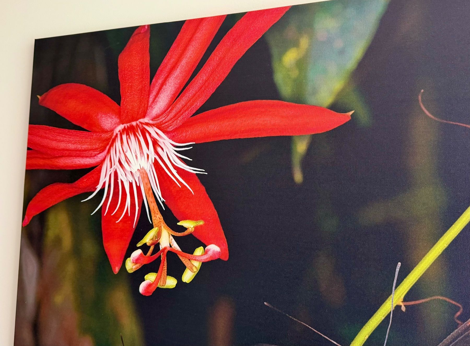 Foto & Immagini: Leinwandbild 95x95 , Passionsblumenfalter – Usato da Ermatingen venduto da Atropos57 2