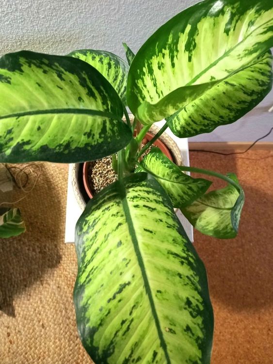 Dieffenbachia/ Kolbenfaden Kaufen auf Ricardo