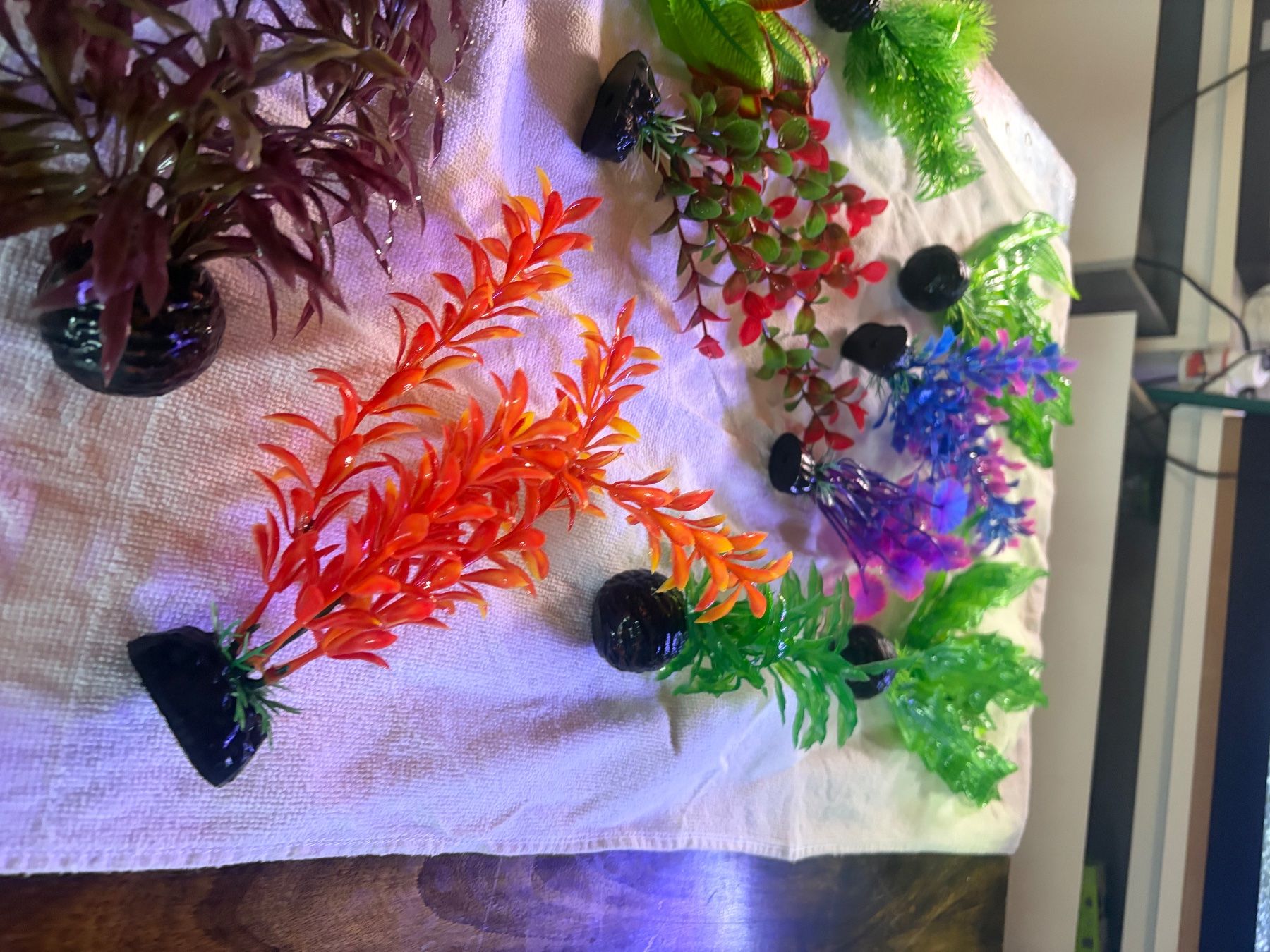 Piante & sementi: Aquarium Pflanzen – Usato da Thusis venduto da joy_q2gl 2