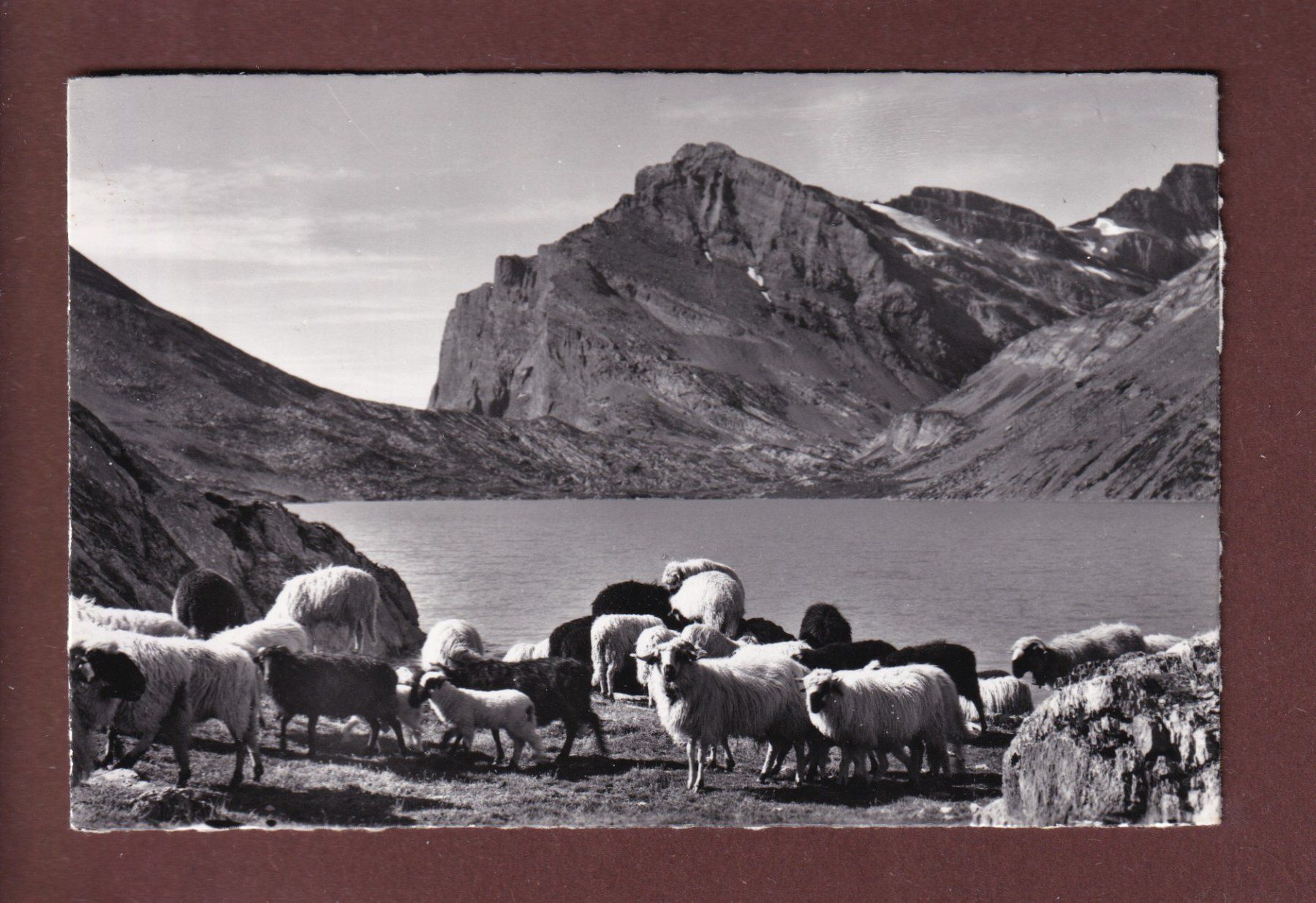 Cartoline postali: DAUBENSEE - Schafherde - 1964 – Usato da Pully venduto da nicecards