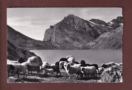 DAUBENSEE - Schafherde - 1964