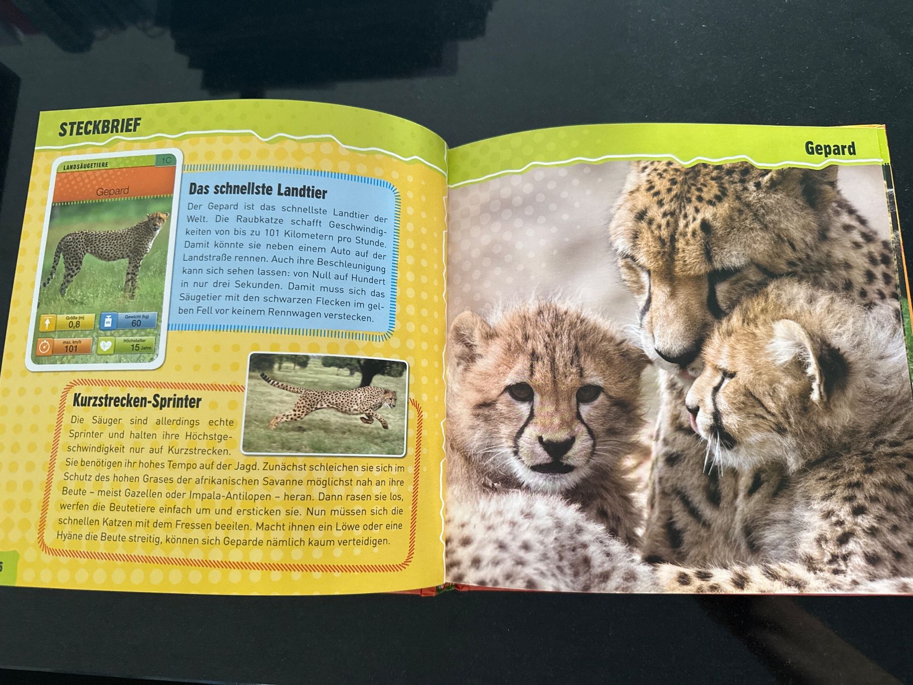 Bücher: NEU! Quartettbuch Tierrekorde mit Spielkarten – Neu und originalverpackt aus Schönenwerd von d.chiara 5