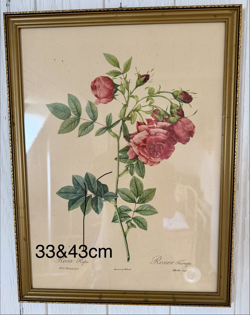 Poster & Bilder: Diverse Rosenbilder 7 Stück  – Gebraucht aus Fribourg von Fmia 2