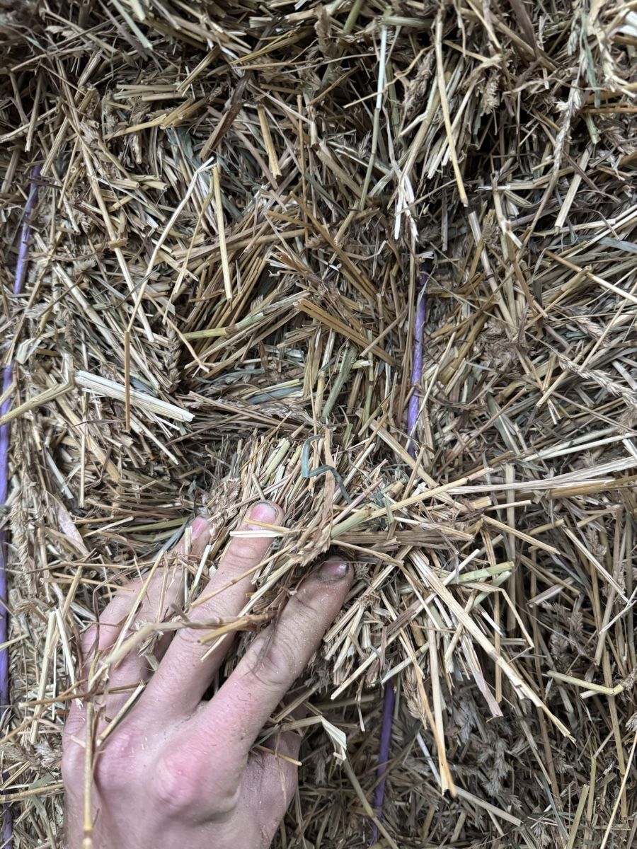 Nourriture: Pferdeheu – Neuf (Voir description) à St. Margarethen TG par FendtTom 2