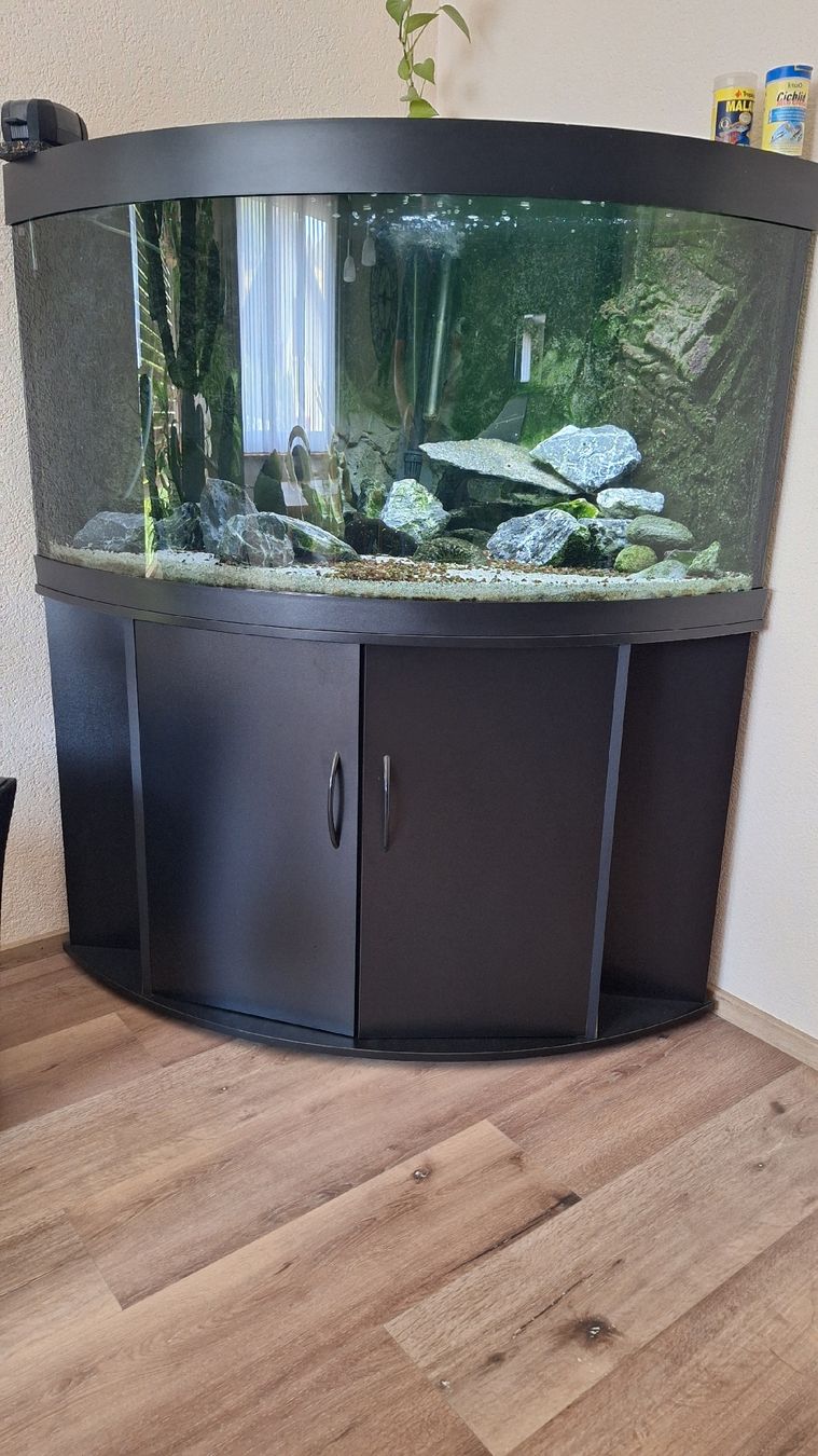 Acquari: Aquarium Juwel Trigon 350 Liter – Usato da Erschwil venduto da anjopira