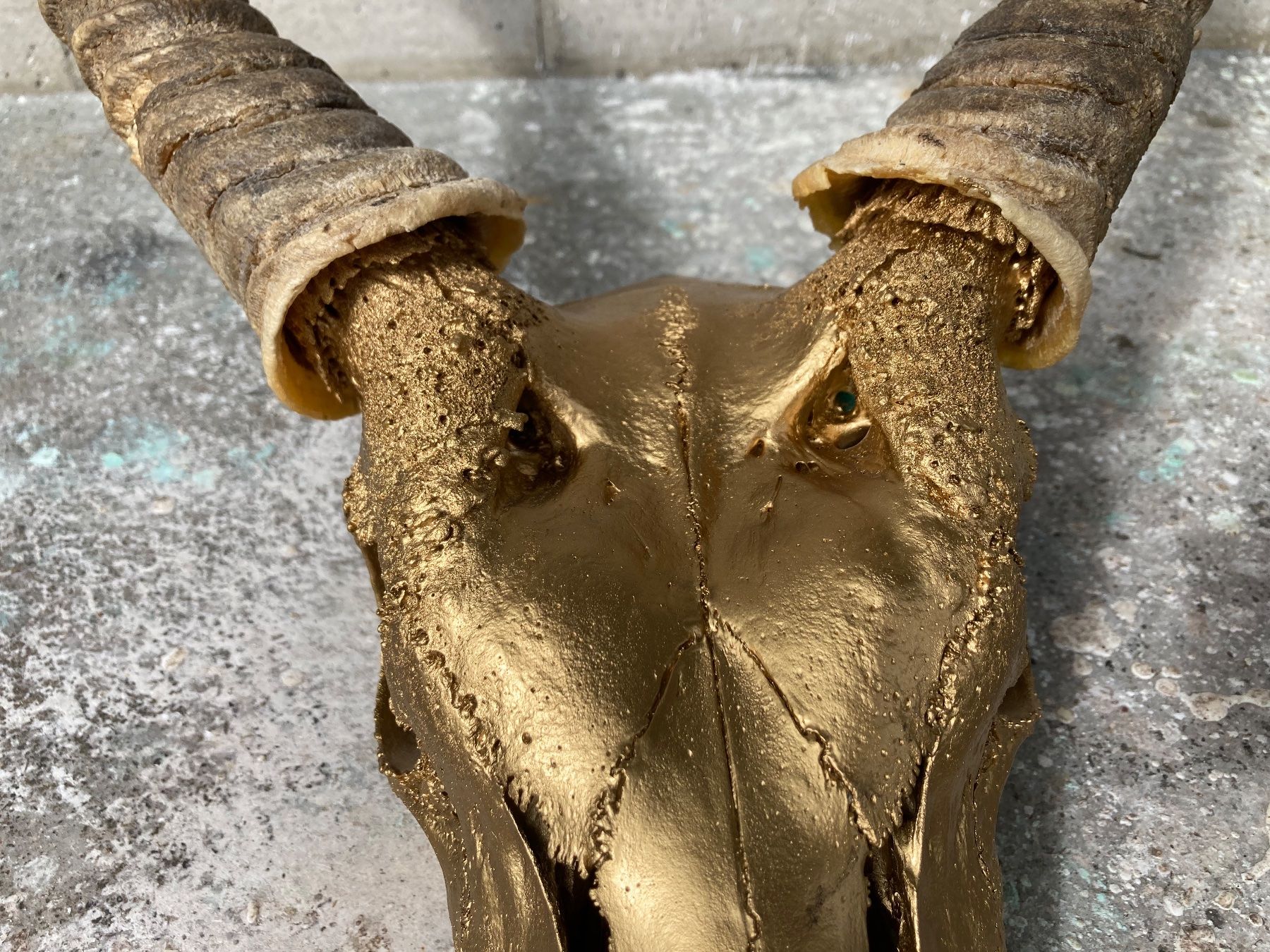 Il mondo degli animali: Wasserbock Trophäe 2 – Usato da Grosswangen venduto da arum01 2