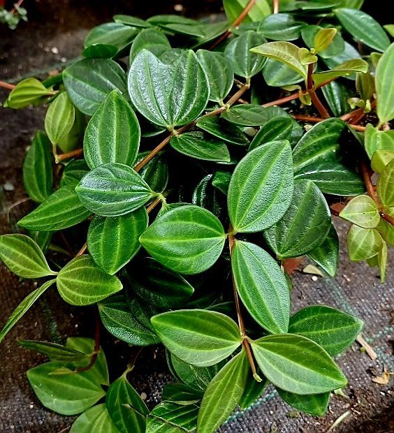Kletternde Zierpflanze PEPEROMIA ANGULATA 15 cm 🌿 Plante d Kaufen auf