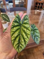 Alocasia Sinuata Quilted Dreams Rhizom 1