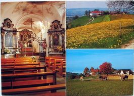 MENZINGEN Kloster Gubel - Kühe