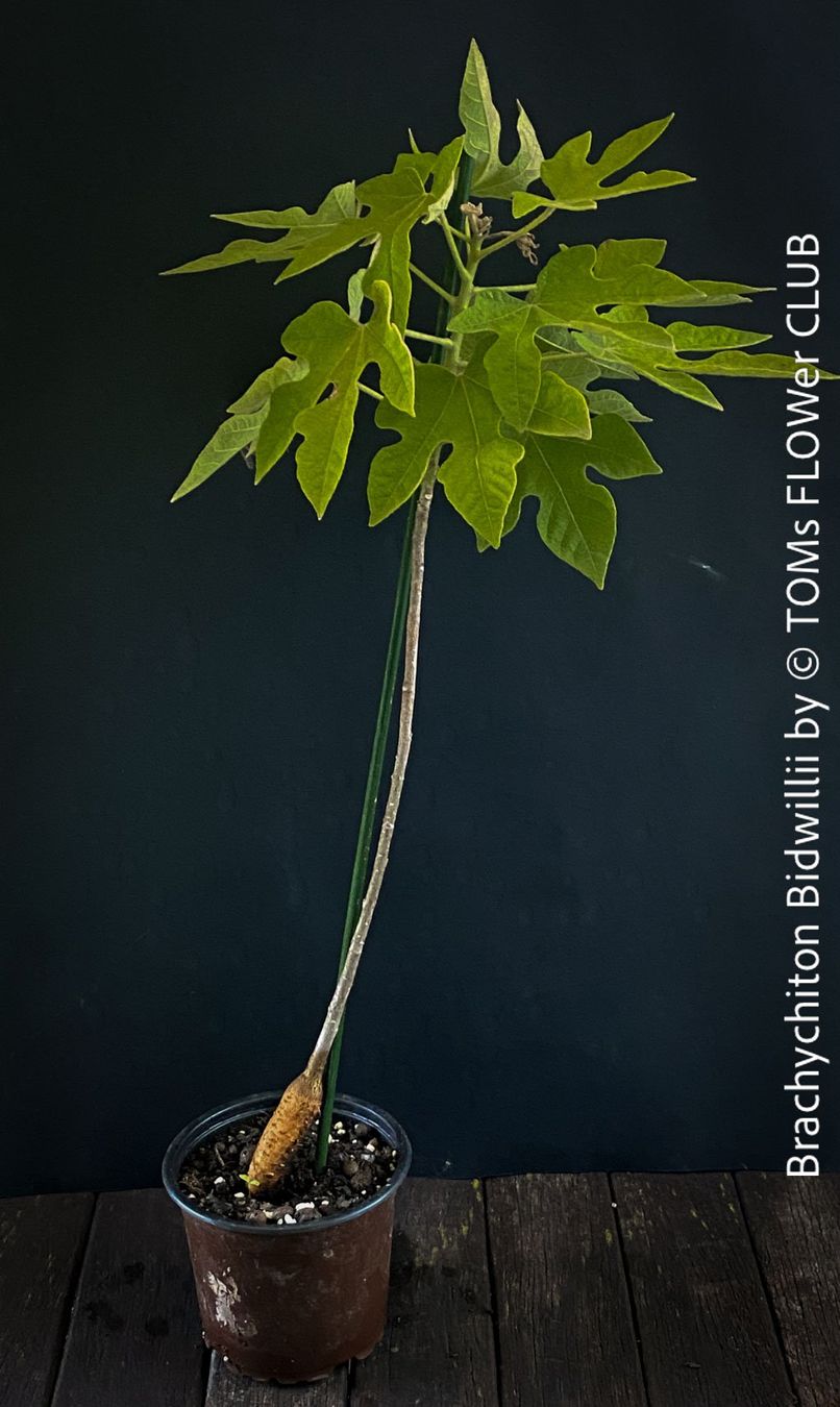 Piante & sementi: Brachychiton Bidwillii - australischer Flaschenbaum – Nuovo e nell'imballaggio originale da Adliswil venduto da astom369 8