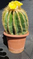 Notokaktus Magnificus, sehr blühfreudig, 15cm Topf,19cm hoch