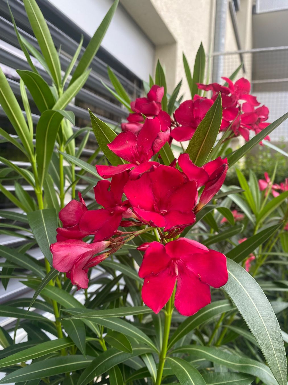 Plantes & graines: Oleander rot, Höhe 110 cm – Neuf (Voir description) à Alchenflüh par smart- 1