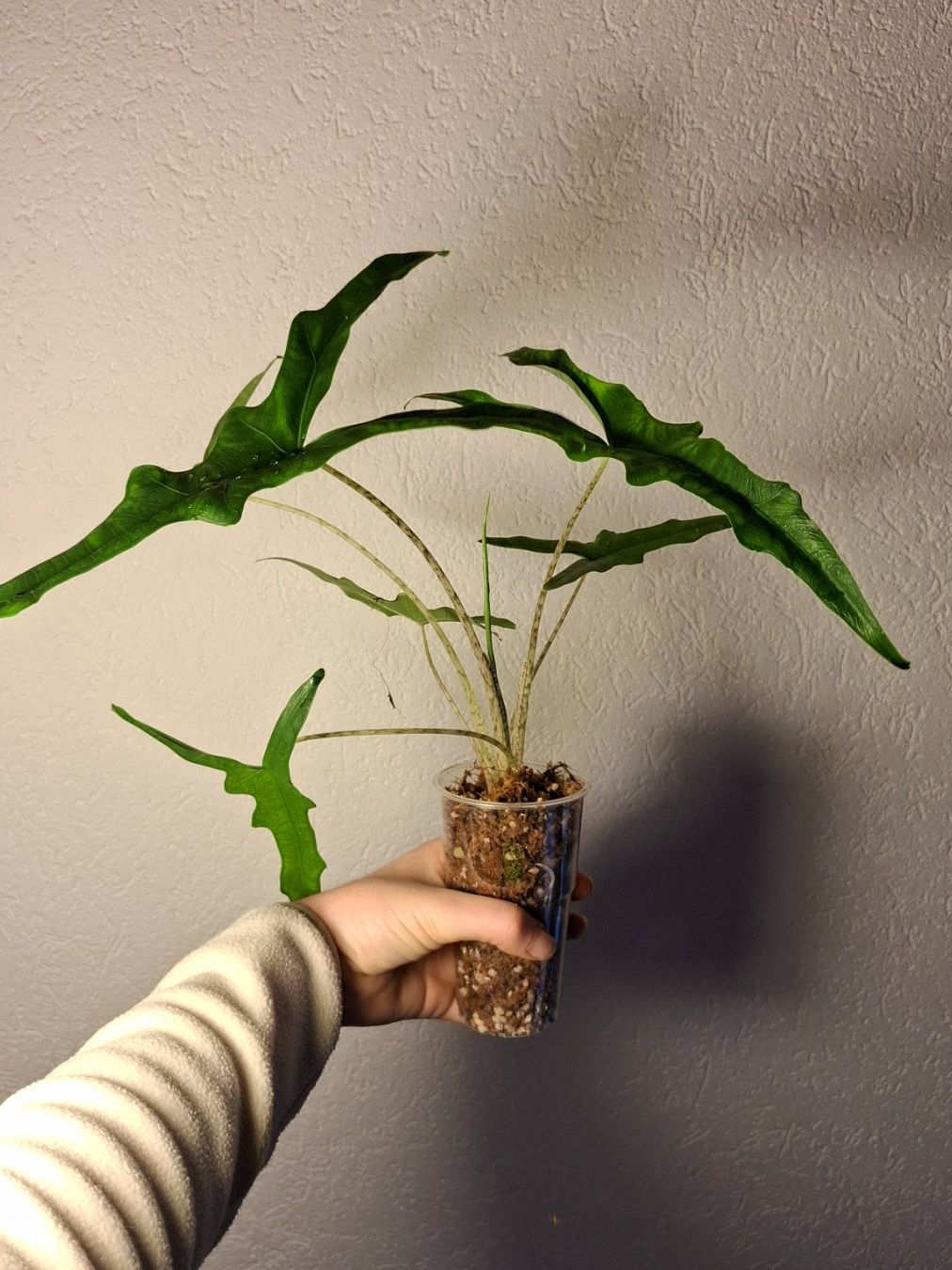 Piante & sementi: Alocasia Sabrina – Usato da Hausen AG venduto da Pflaenzlioase 1