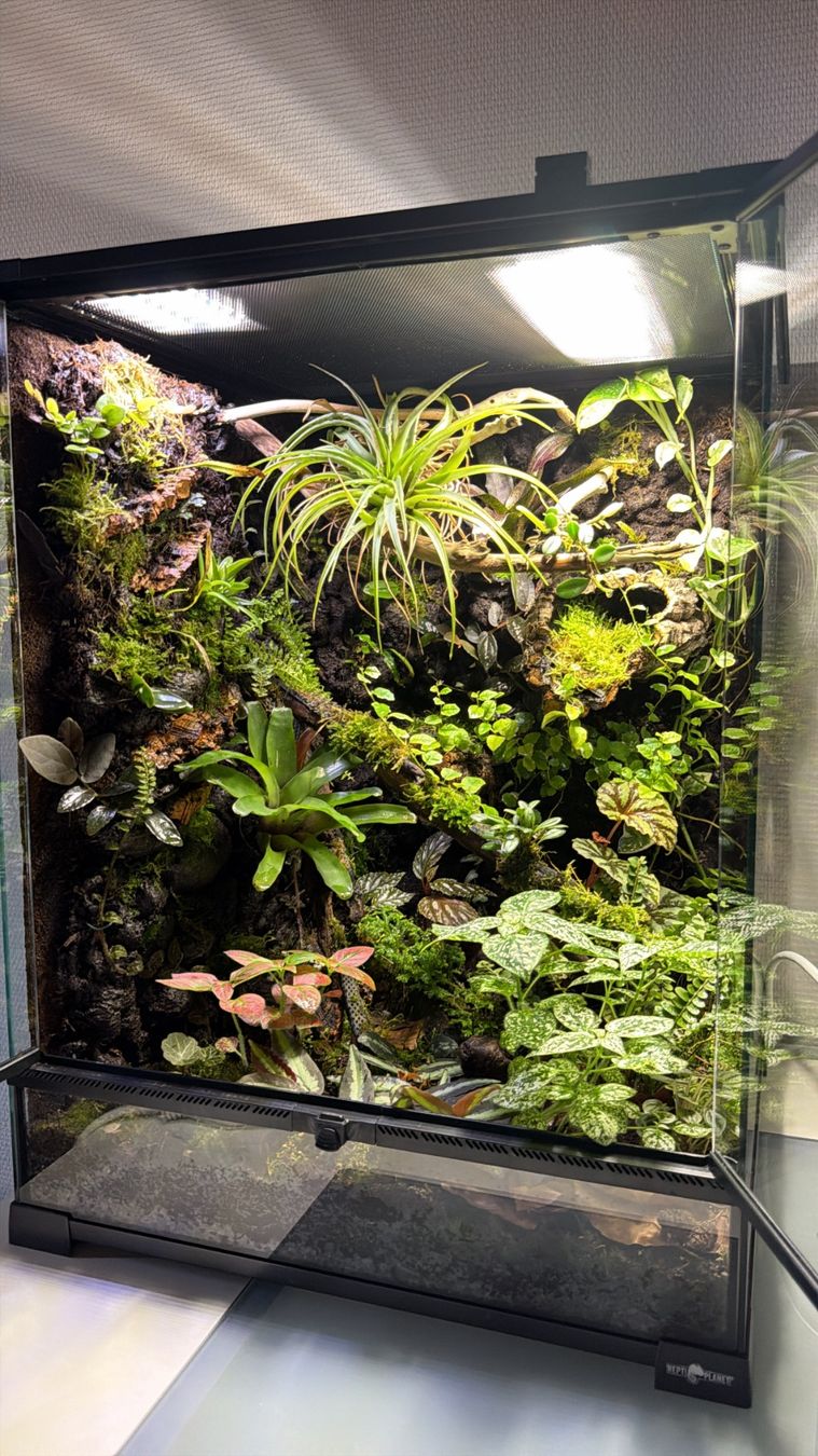 Terrariums: Natural bioactiv terrarium – D'occasion à Schüpfen par 666_mx9v