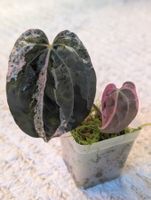 Anthurium "Hot Barbie" Pink Variegata