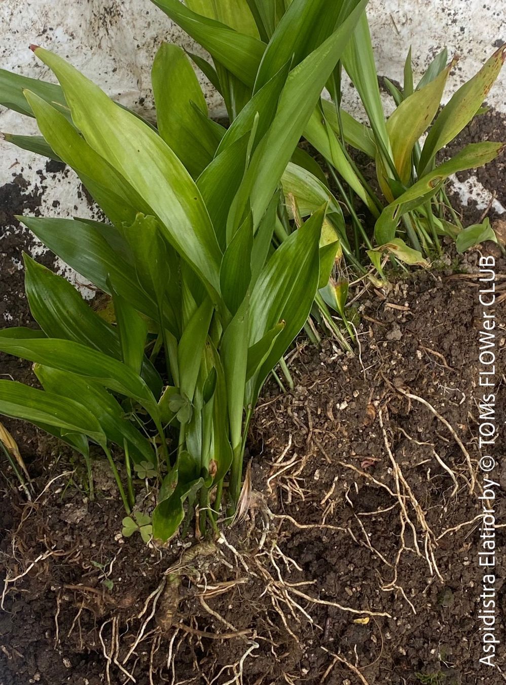 Piante & sementi: Aspidistra Elatior - bedingt winterharte "Schusterpalme" – Nuovo e nell'imballaggio originale da Adliswil venduto da astom369 5
