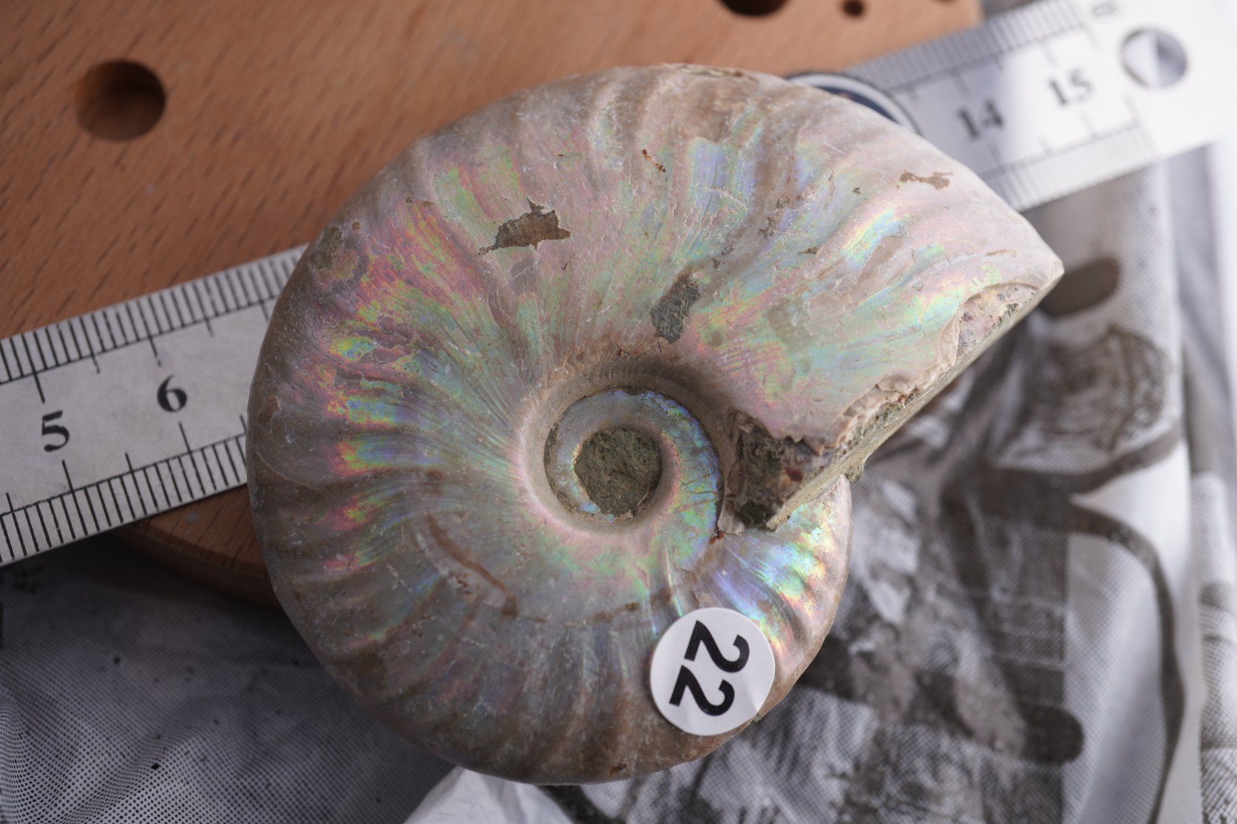 Minéraux & Lithothérapie: Ammonit  Opalisiert   Wunderschön  ca  70mm – Neuf avec emballage d'origine à Eschenbach SG par topstone 3