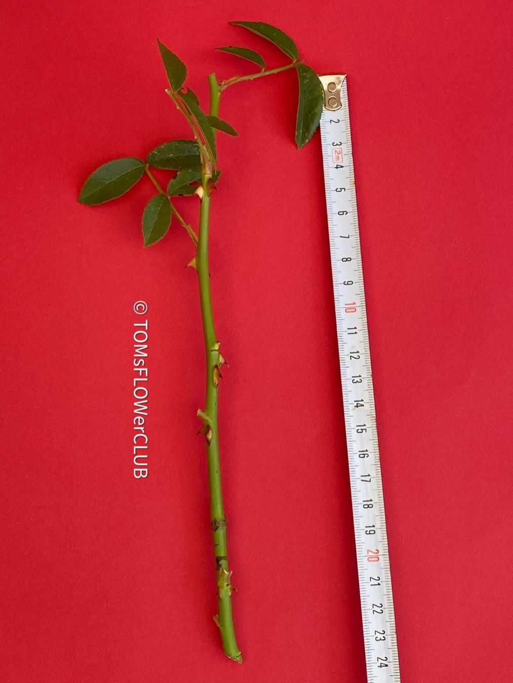 Piante & sementi: Rosenstöckli - Kletterrose - Steckling – Nuovo e nell'imballaggio originale da Adliswil venduto da asTOMas963 1