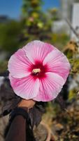 Hibiscus Sommerific "Starry Starry✨️Night" Samen🎀