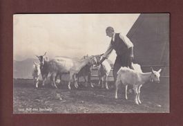 Auf der HOCHALP - Ziege - Bauernhaus - 1917