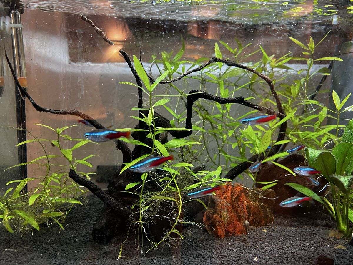 Aquarium: Aquarium 70l – Gebraucht aus Wermatswil von simio2010 1