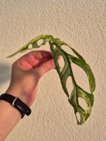 🌿 Monstera Indonesian Marble Kopfsteckling🌿