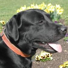 Profile image of Begleithond