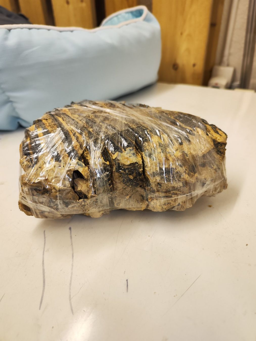 Fossili: Mammut Zahn – Usato da Zürich venduto da turbopuz 1