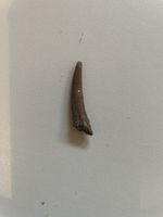 Zahn - Colorborhynchus moroccensis