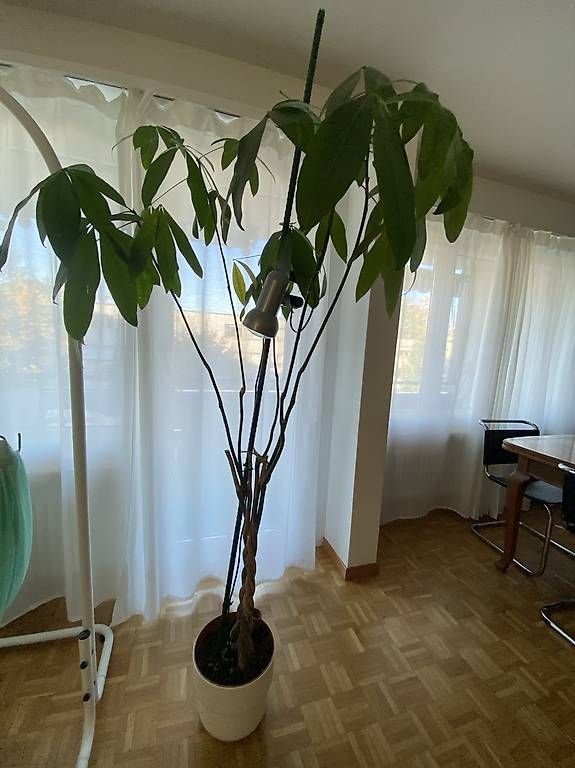 Piante & sementi: Glückskastanien Baum Sabanuss – Usato da Glattbrugg venduto da Dvora123
