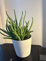 Echte Aloe Vera 