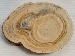 Versteinertes Holz (III), fossiles Holz, Scheibe poliert