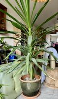Yucca Palme mit grossem Topf und Untersetzer