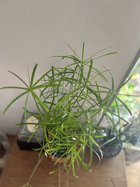 Plantes & graines: Papyrus  – Neuf avec emballage d'origine à Frauenfeld par Irene.Schuppli 2